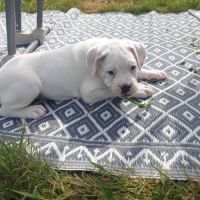 Boxer femelle blanche #3