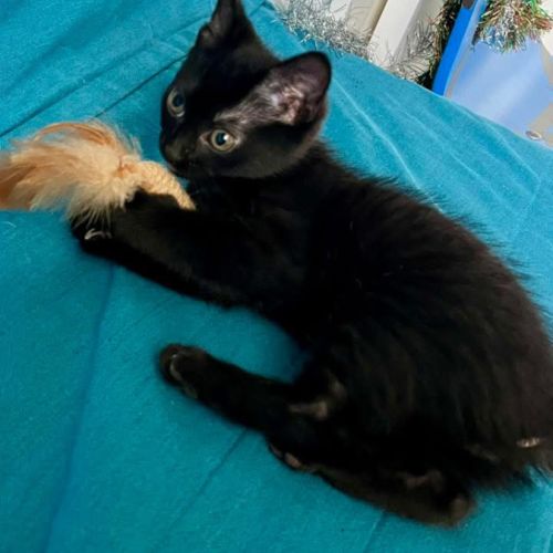 Crockmou - adorable chaton #4