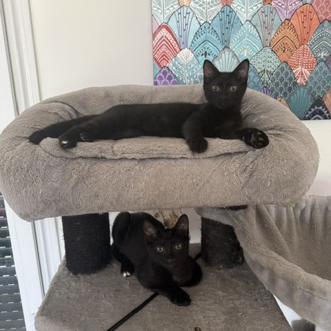Crockmou - adorable chaton #7