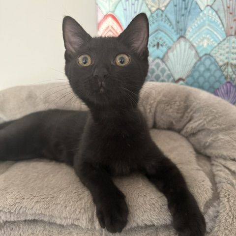 Crockmou - adorable chaton