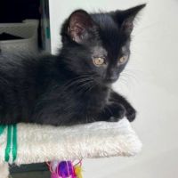Crockmou - adorable chaton