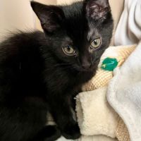 Crockmou - adorable chaton #3