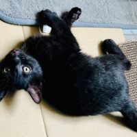 Crockmou - adorable chaton #5