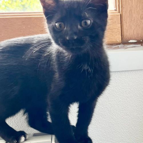 Chaussette - adorable chaton #0