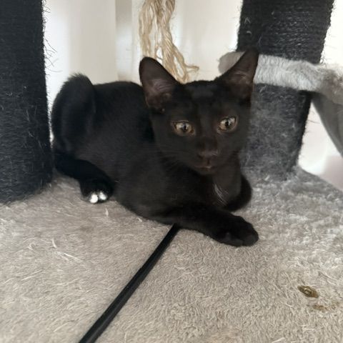 Chaussette - adorable chaton