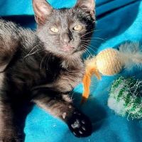 Chaussette - adorable chaton #1