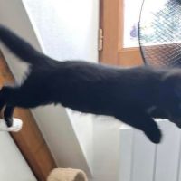 Chaussette - adorable chaton #2