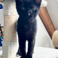 Chaussette - adorable chaton #3