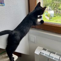 Chaussette - adorable chaton #5