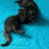 Chaussette - adorable chaton #6