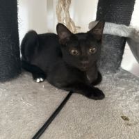 Chaussette - adorable chaton