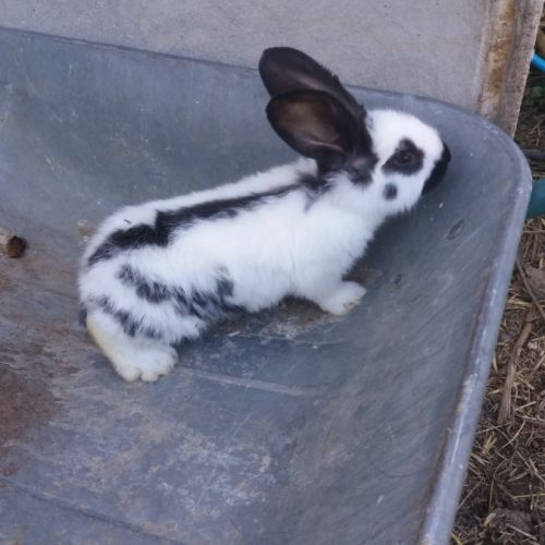 Geant papillon