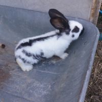 Geant papillon #0
