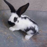Geant papillon #2
