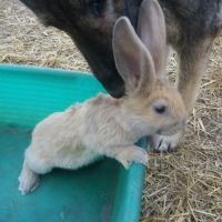 Geant papillon #3