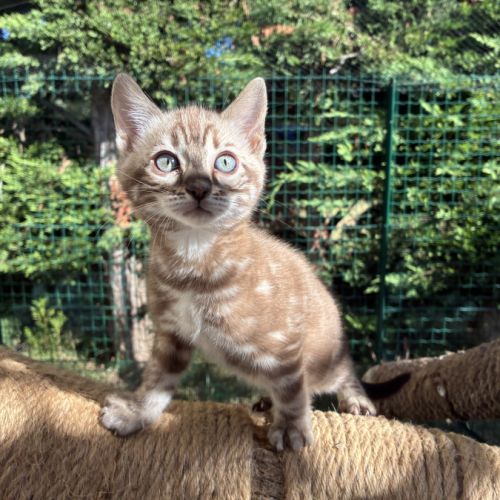 Femelle bengal snow marble #2