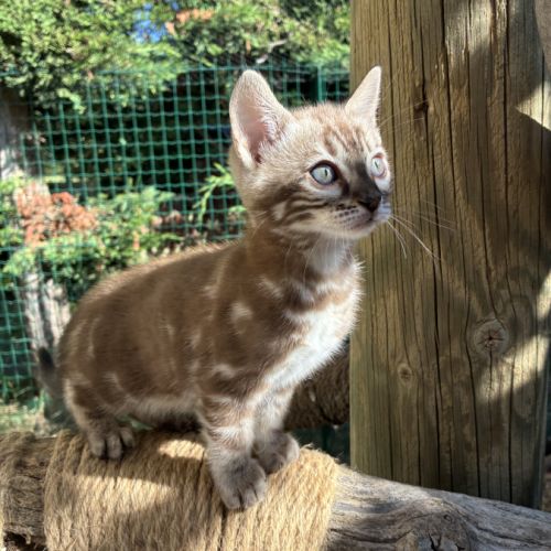 Femelle bengal snow marble #3
