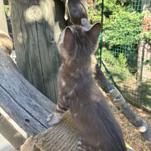 Femelle bengal snow marble #4