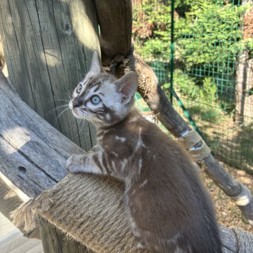 Femelle bengal snow marble #5