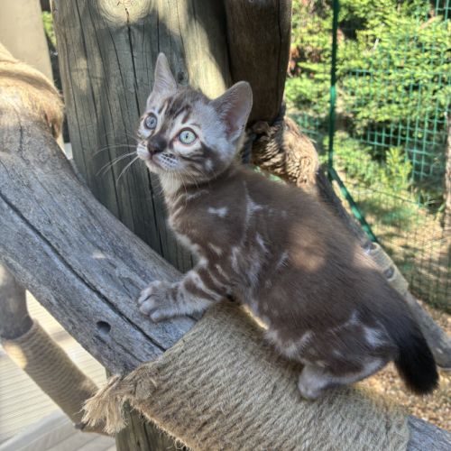 Femelle bengal snow marble #6