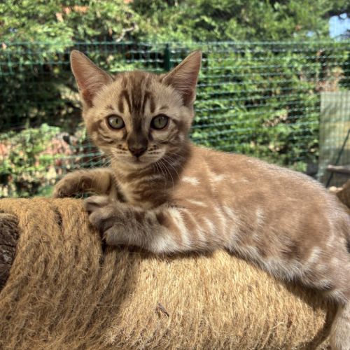 Femelle bengal snow marble