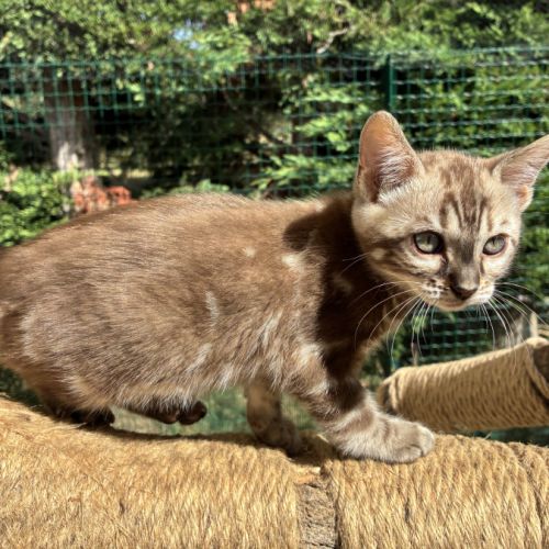 Femelle bengal snow marble #9