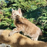 Femelle bengal snow marble #1