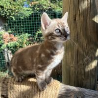 Femelle bengal snow marble #3