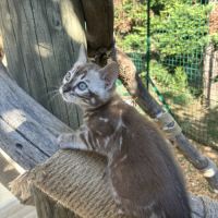 Femelle bengal snow marble #5