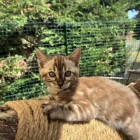 Femelle bengal snow marble #7