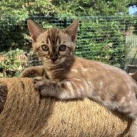 Femelle bengal snow marble