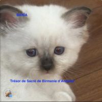 Chatons à résérver sur paris #0