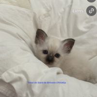 Chatons à résérver sur paris #2