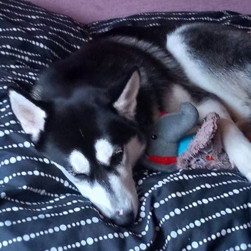 Chien type husky de sibérie urgent #1