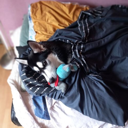 Chien type husky de sibérie urgent #2
