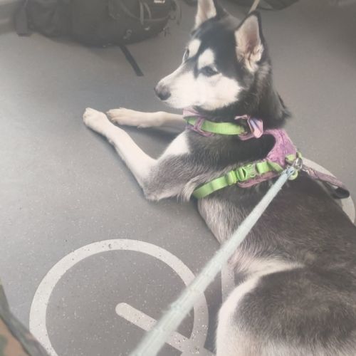 Chien type husky de sibérie urgent