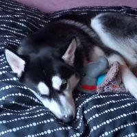 Chien type husky de sibérie urgent #1
