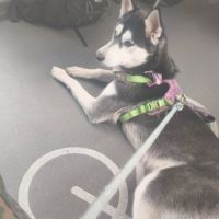 Chien type husky de sibérie urgent