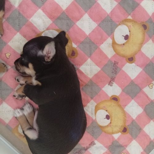 Chihuahua chiot #1