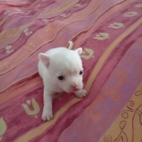 Chihuahua chiot #0