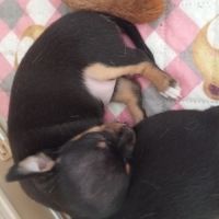 Chihuahua chiot #2