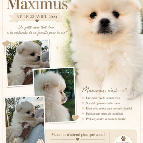 Spitz type pomeranien #3