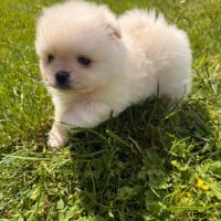 Spitz type pomeranien