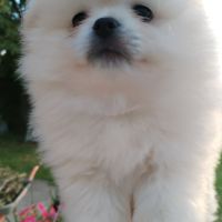 Spitz type pomeranien #2
