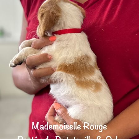 Chiots epagneul breton orange & blanc lof exc orig #1