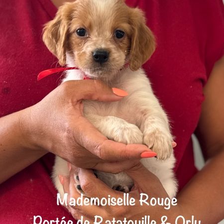 Chiots epagneul breton orange & blanc lof exc orig #2