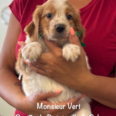 Chiots epagneul breton orange & blanc lof exc orig #7