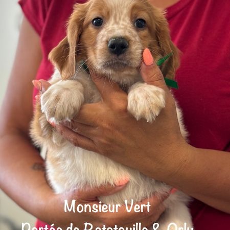 Chiots epagneul breton orange & blanc lof exc orig #8