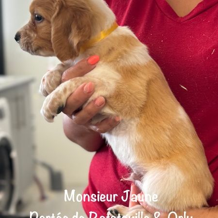Chiots epagneul breton orange & blanc lof exc orig #9