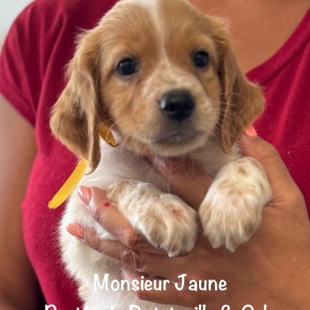 Chiots epagneul breton orange & blanc lof exc orig